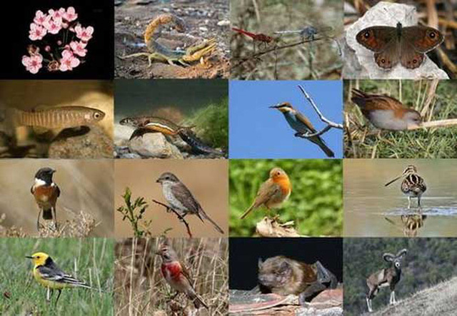 Stratégie nationale de la biodiversité à l horizon 2030 approuvée